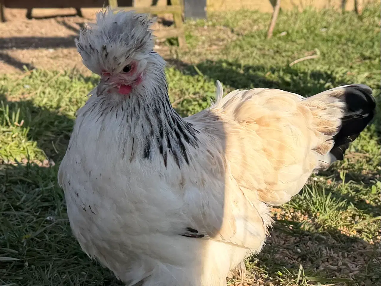 Billede 1 - 2 mellemstore blandings høner