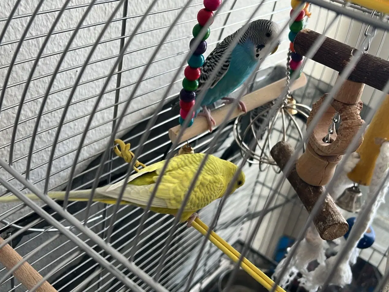 Billede 1 - 3 små undulater 