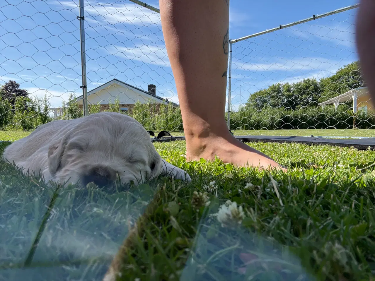 Billede 6 - Golden Retriever hvalpe 
