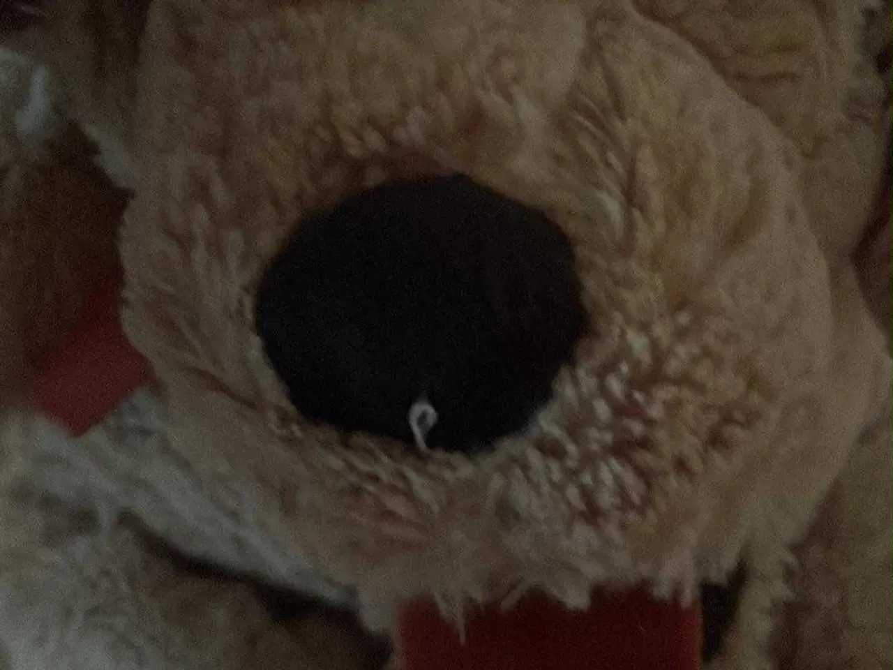 Billede 2 - Hunde bamse sælges 