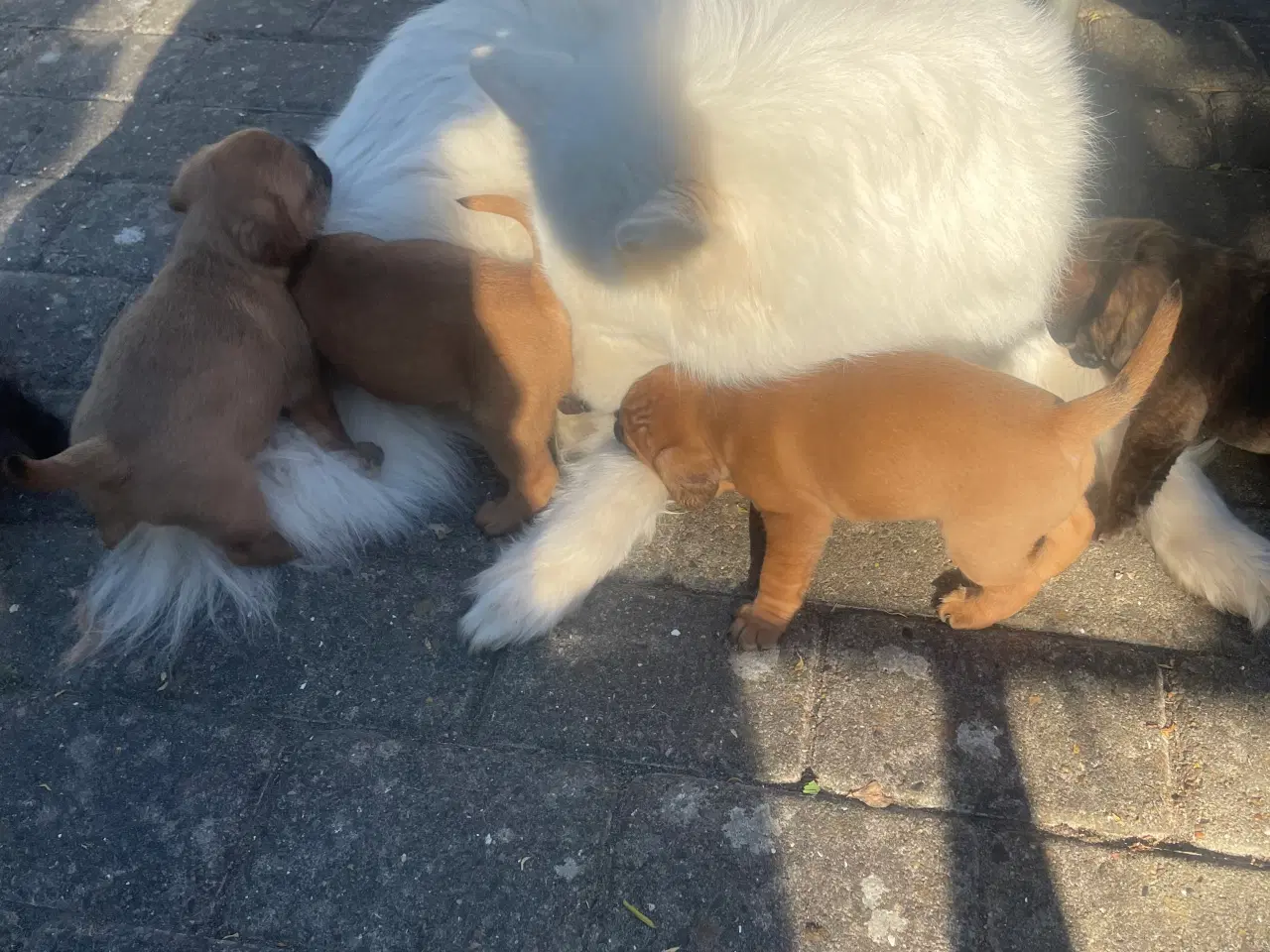 Billede 11 - Fransk cavapoo søger ny sofa arm🥰