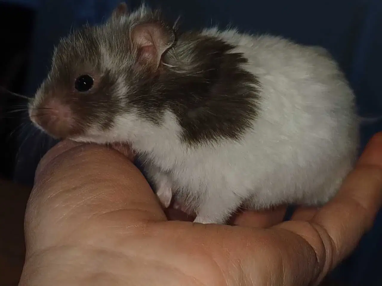 Billede 5 - Guldhamster unger