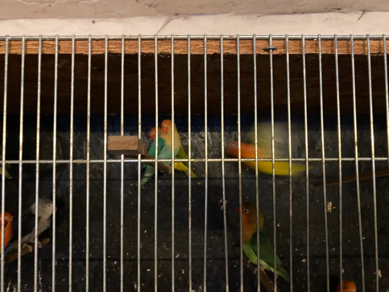 Billede 5 - Dværgpapegøjer 