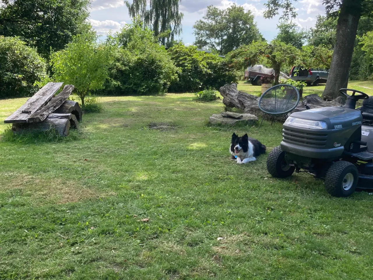 Billede 1 - border collie helst en voksen ca 2 år søges?