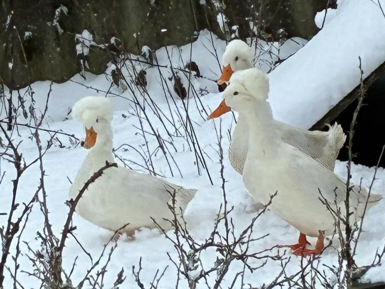Billede 1 - Kejserænder