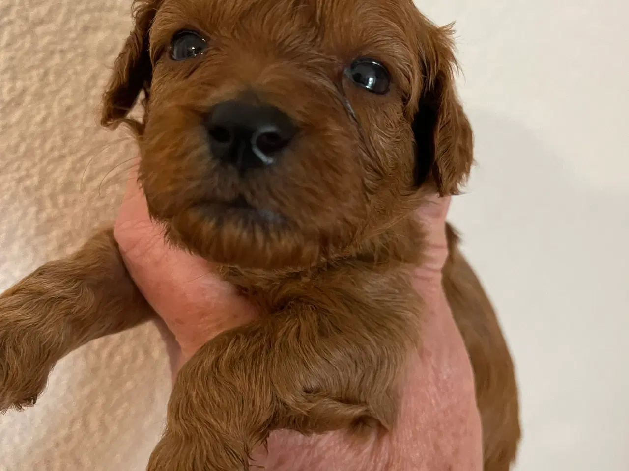 Billede 4 - Maltipoo til efterårs ferien ?
