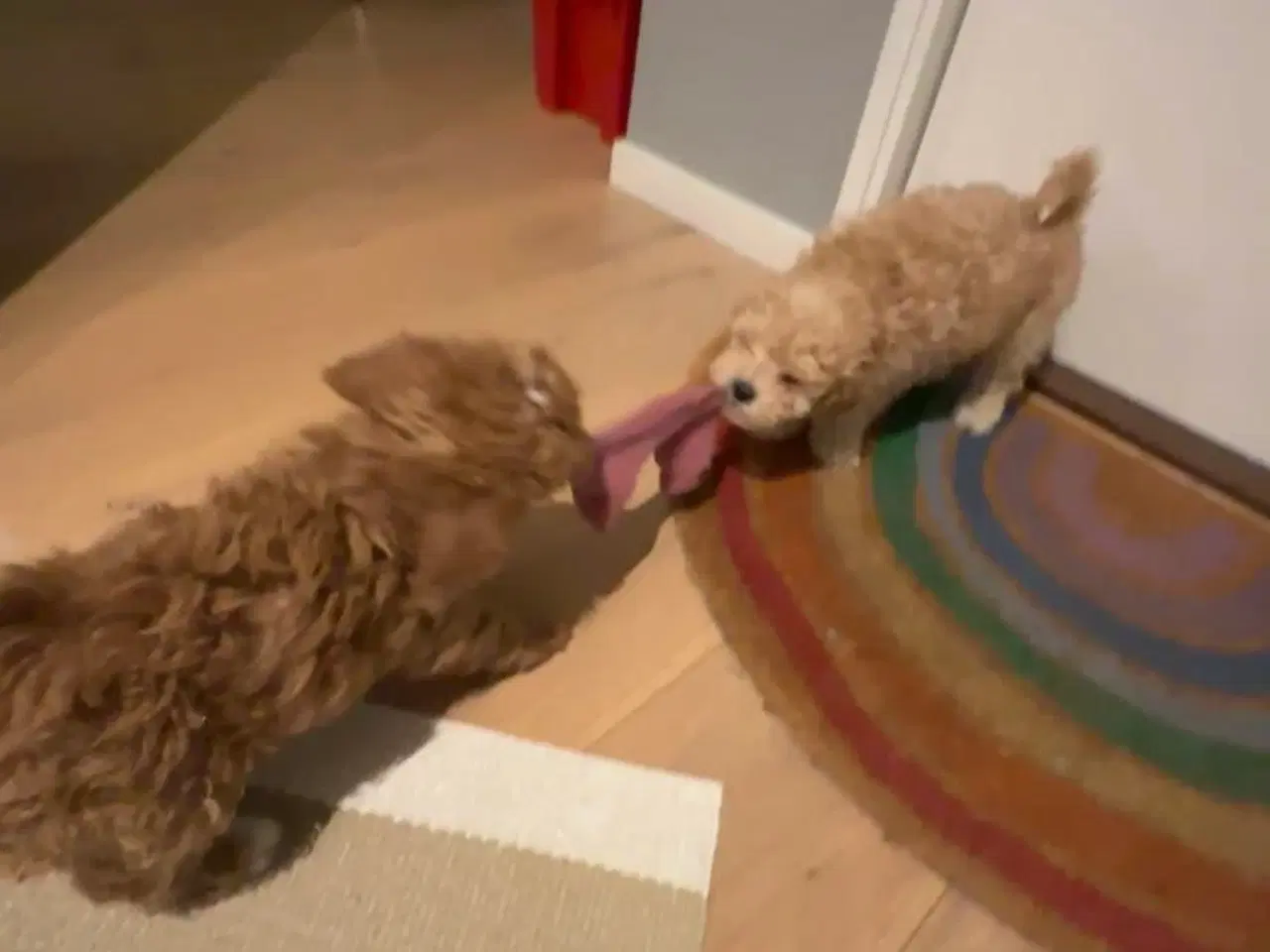 Billede 10 - Bichon Frise / Pood (Bomuldshund) hvalpe - 8uger