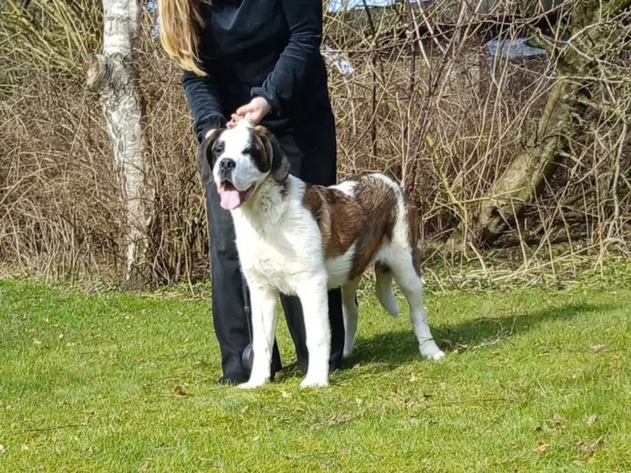 Billede 4 - Sankt bernhard, korthåret