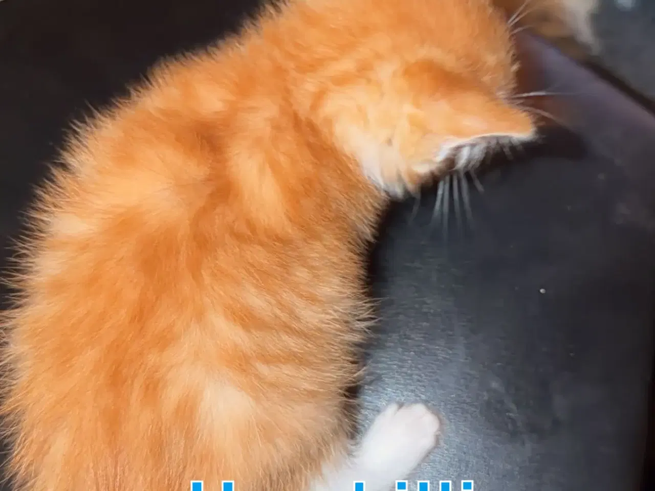 Billede 6 - Søde kælen katte killinger