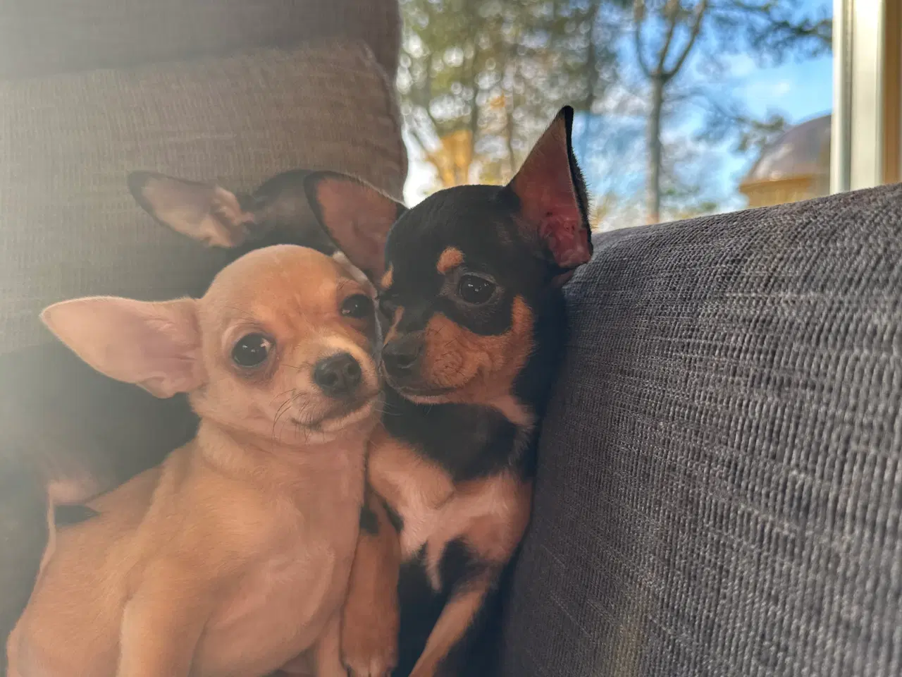 Billede 5 - Chihuahua hvalpe søger et kærligt hjem