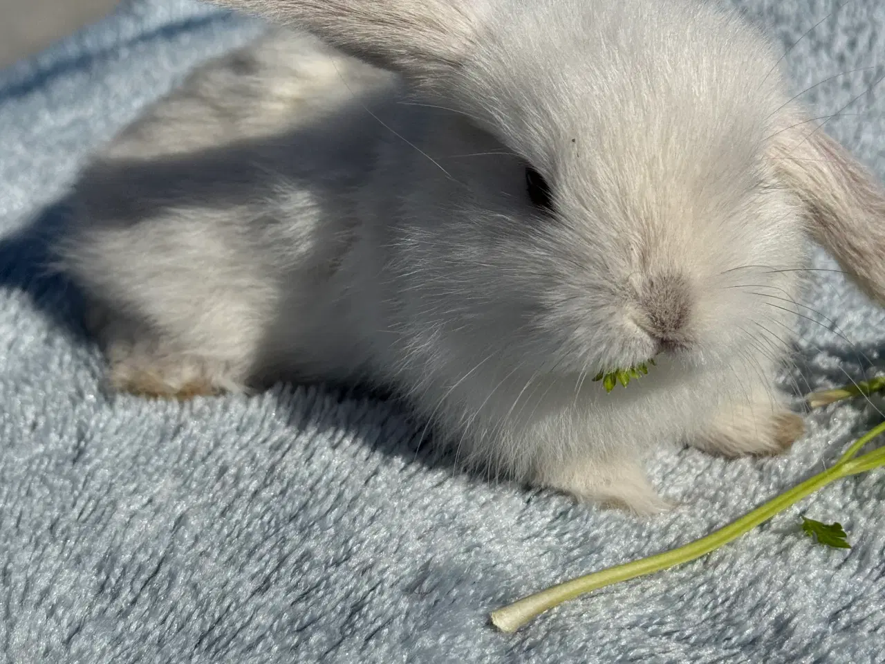 Billede 10 - Mini lop