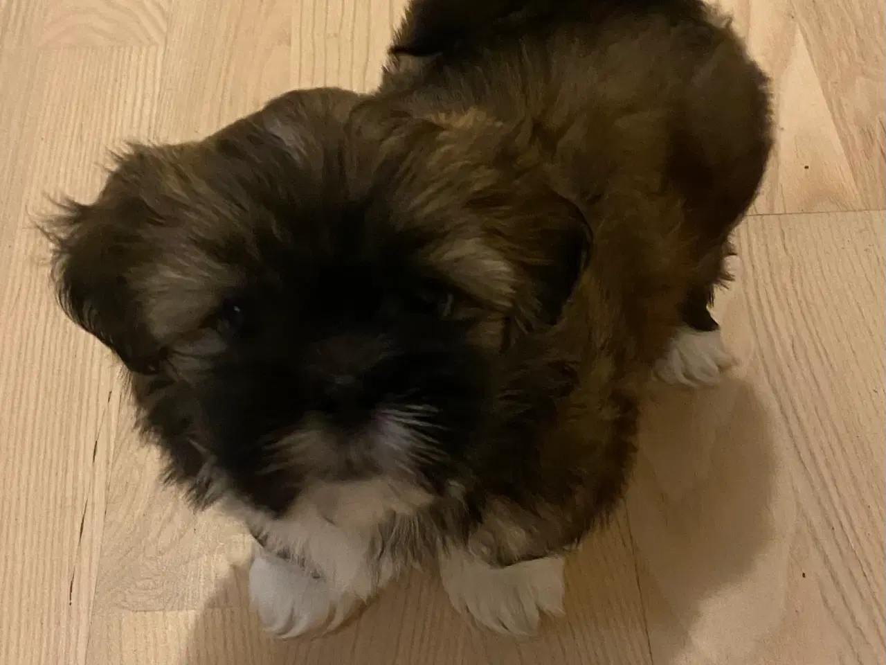 Billede 1 - Hvalpe -Lhasa Apso 