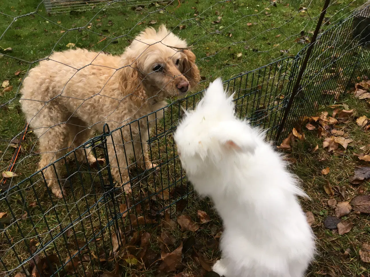 Billede 2 - Olaf ( KASTRERET ) søger kærligt hjem