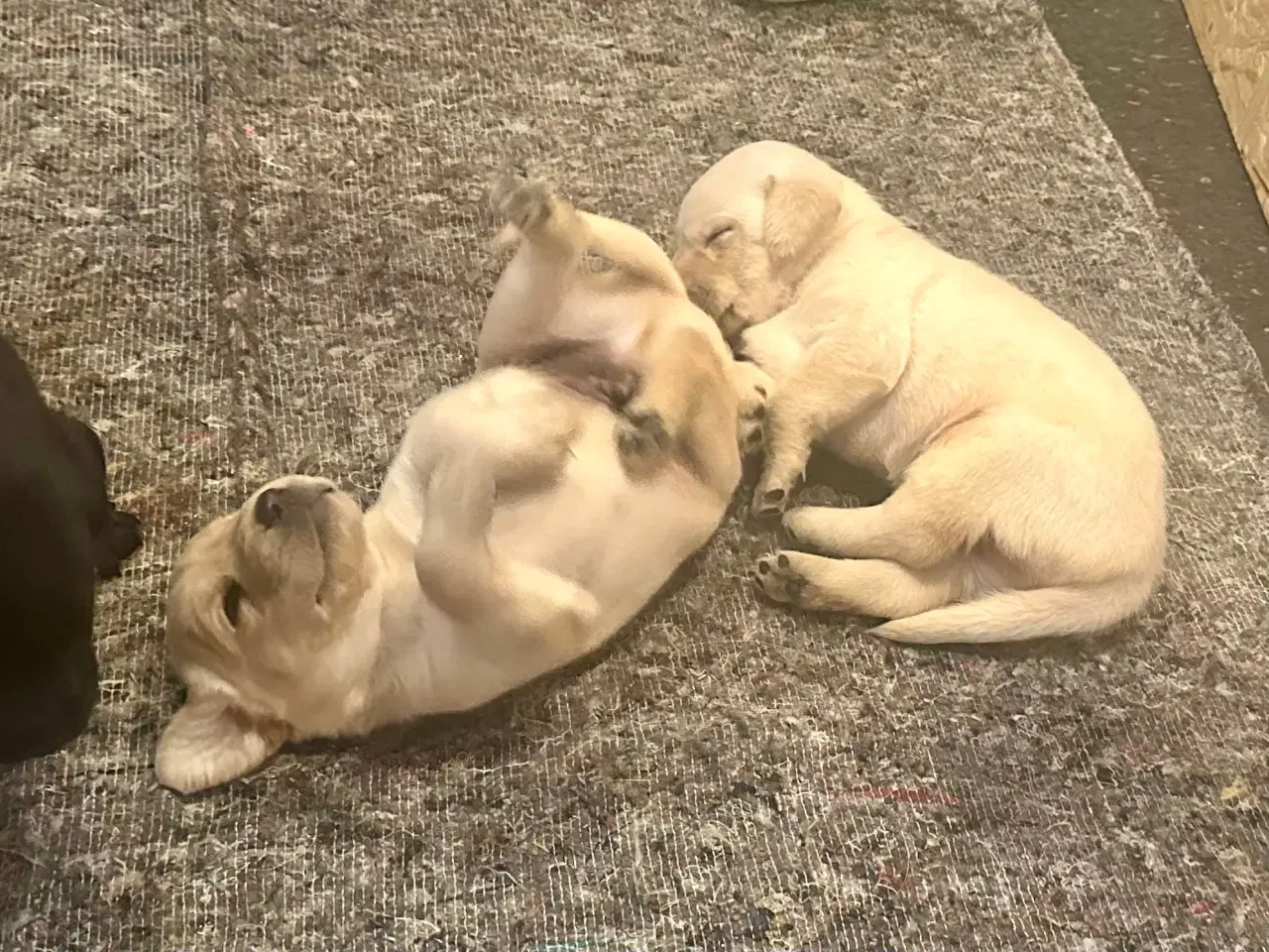 Billede 4 - Labrador hvalpe