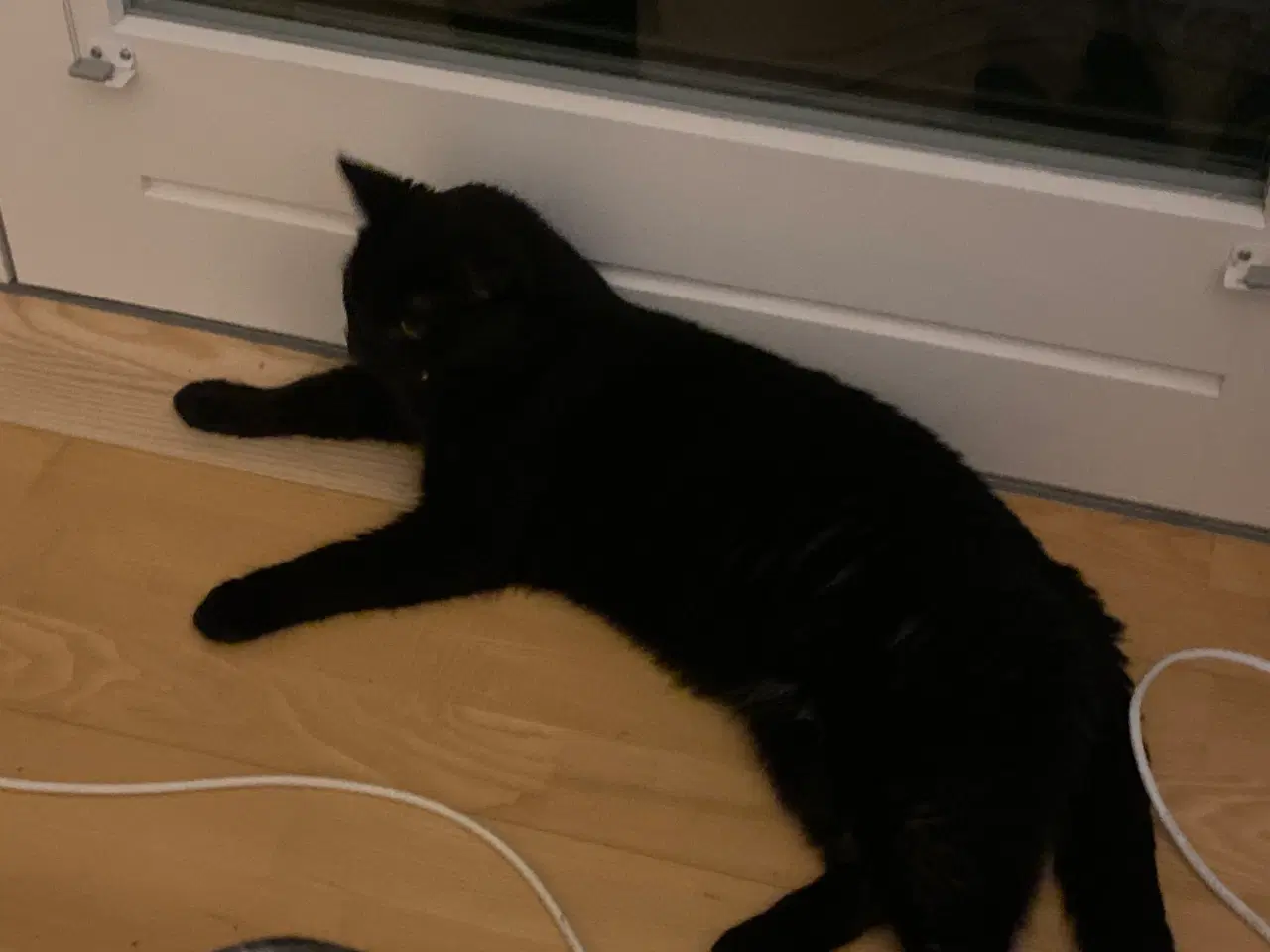 Billede 5 - Steriliseret hunkat søger nyt hjem