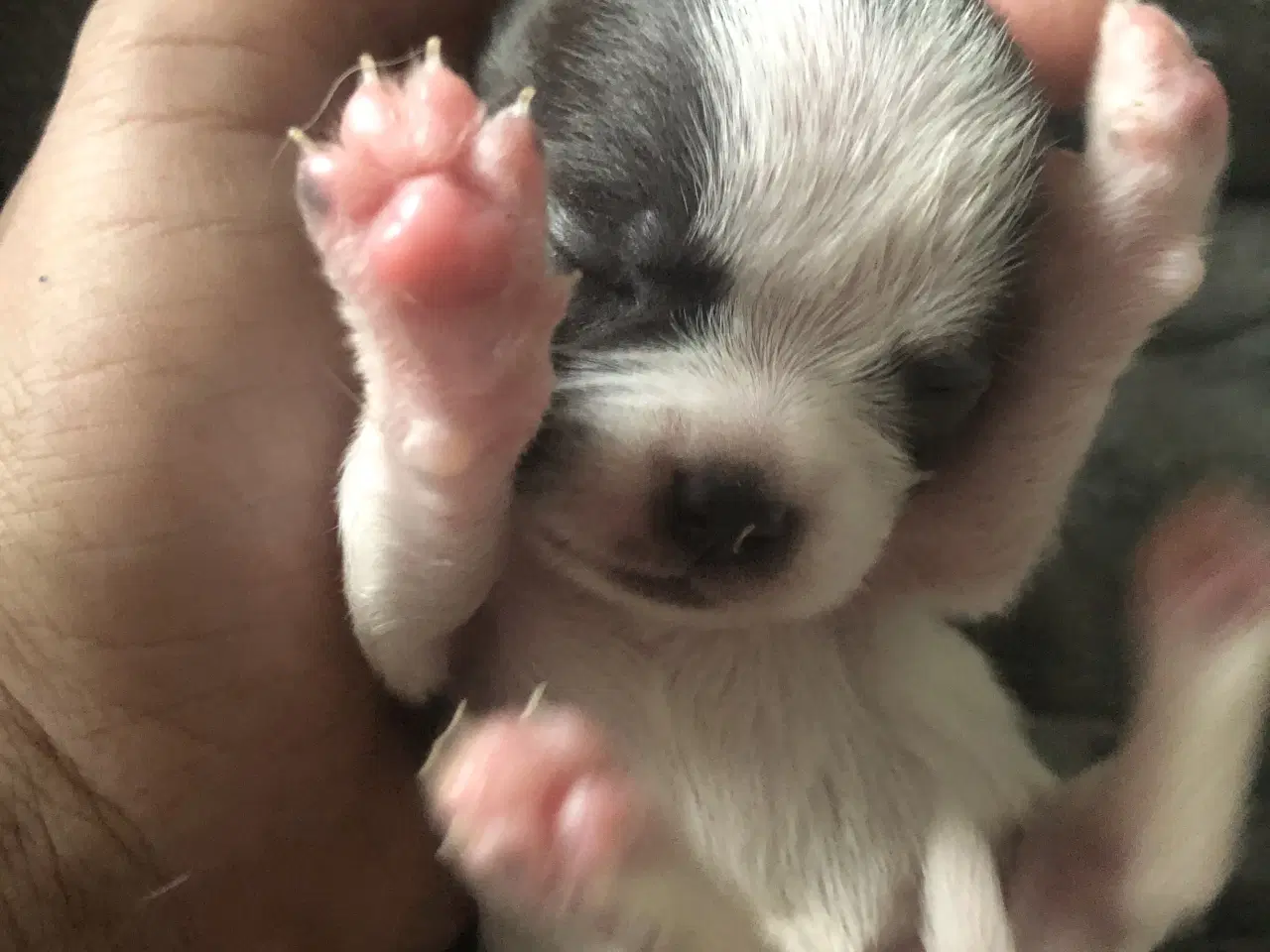 Billede 10 - Shih Tzu / Chihuahua blanding