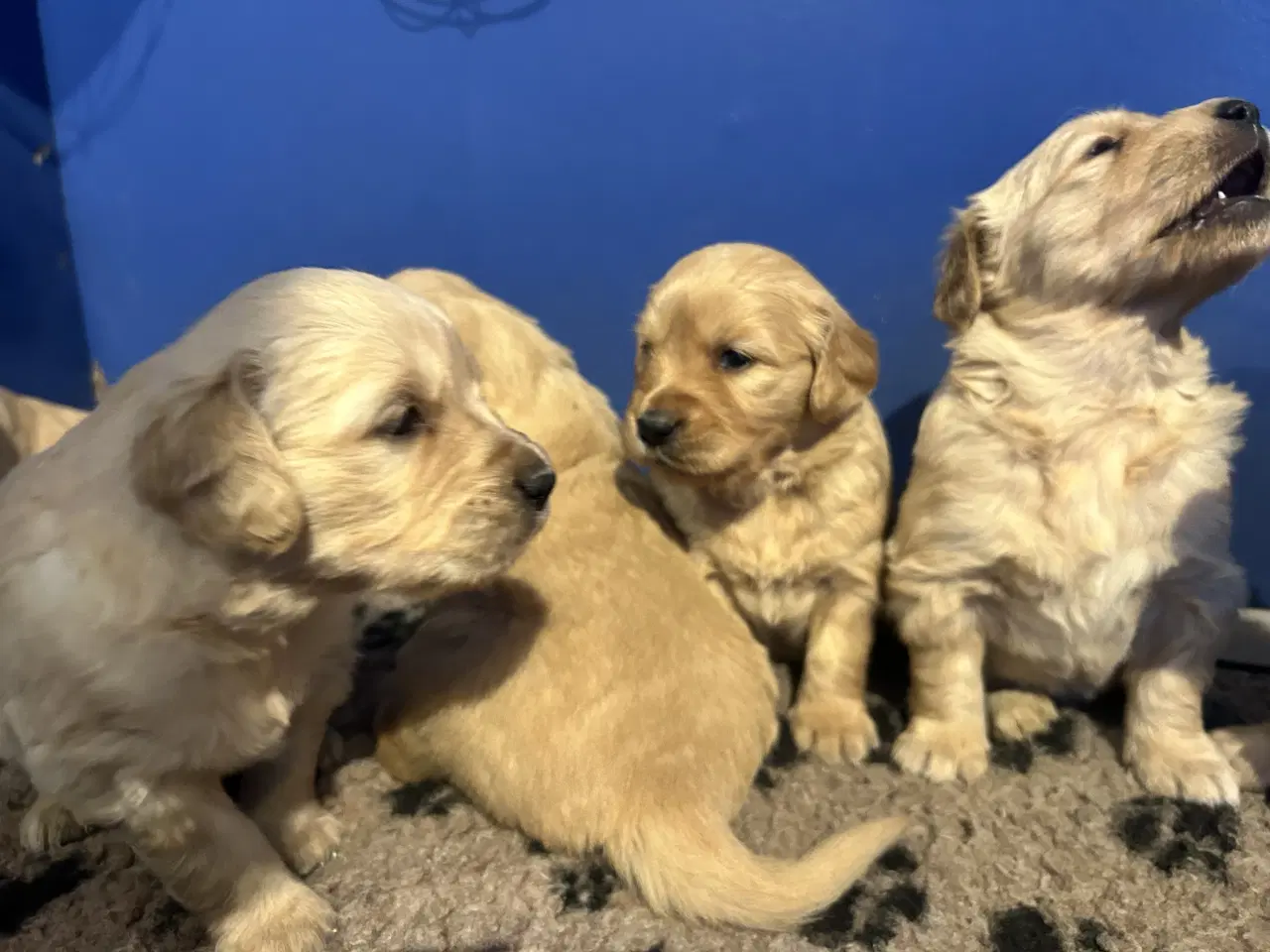 Billede 7 - Skønne Golden Retriever 