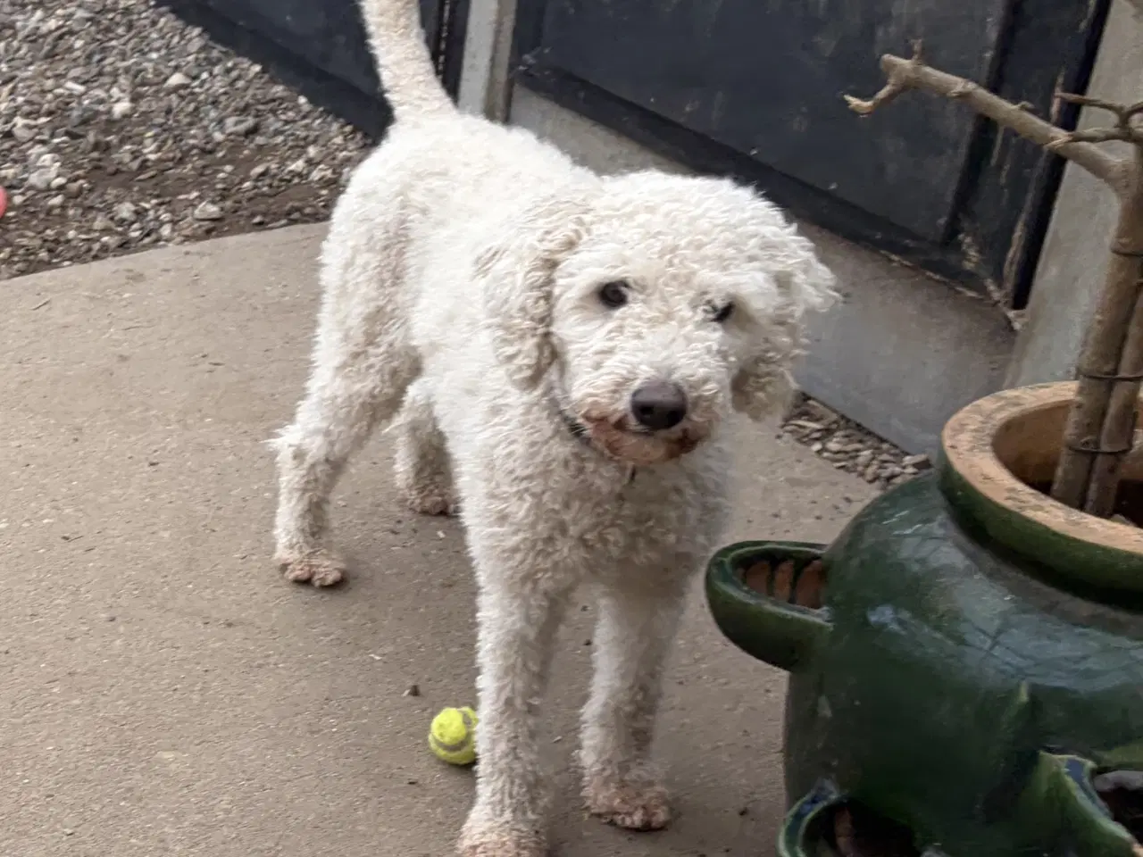 Billede 15 - 2 mellem puddel piger 