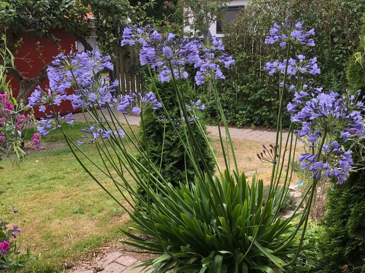 Billede 2 - Skærmlilje Accapantus, med flotte blå blomster 