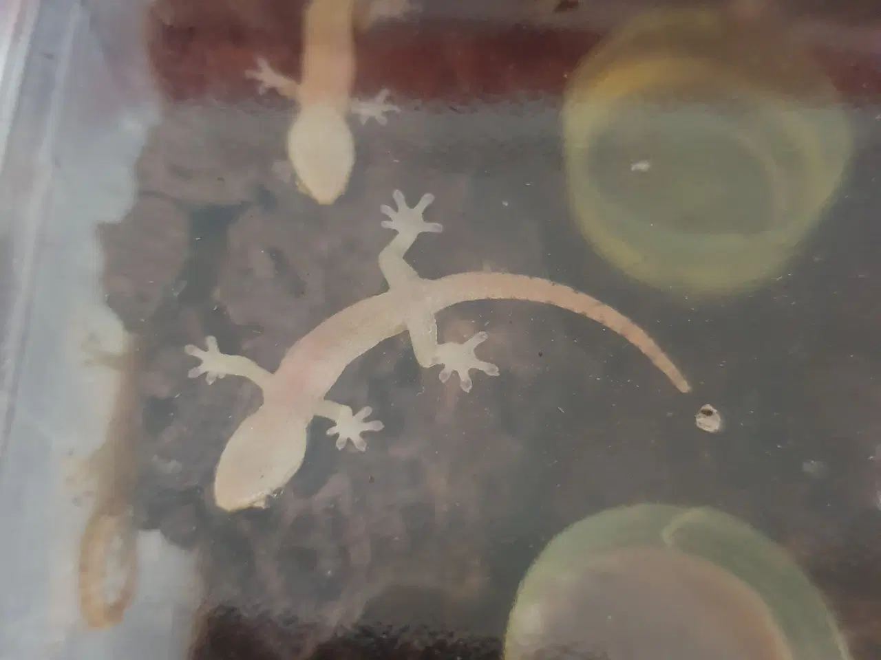 Billede 2 - Jomfru gekko unger