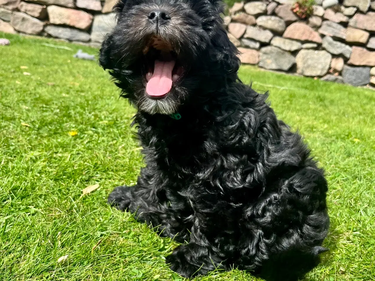 Billede 9 - Cavapoo-hvalpe 4 tilbage