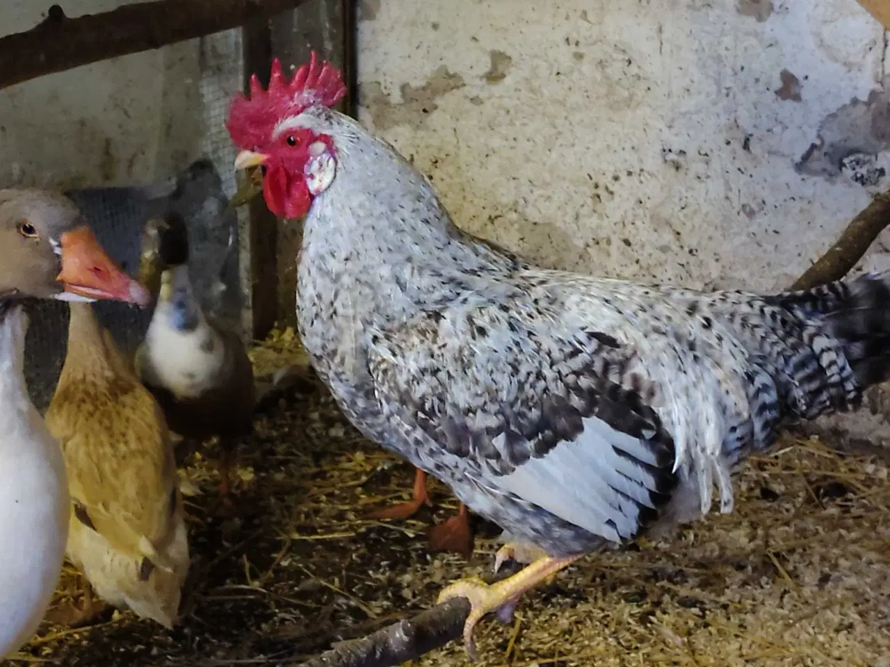 Billede 1 - 4 dejlige haner