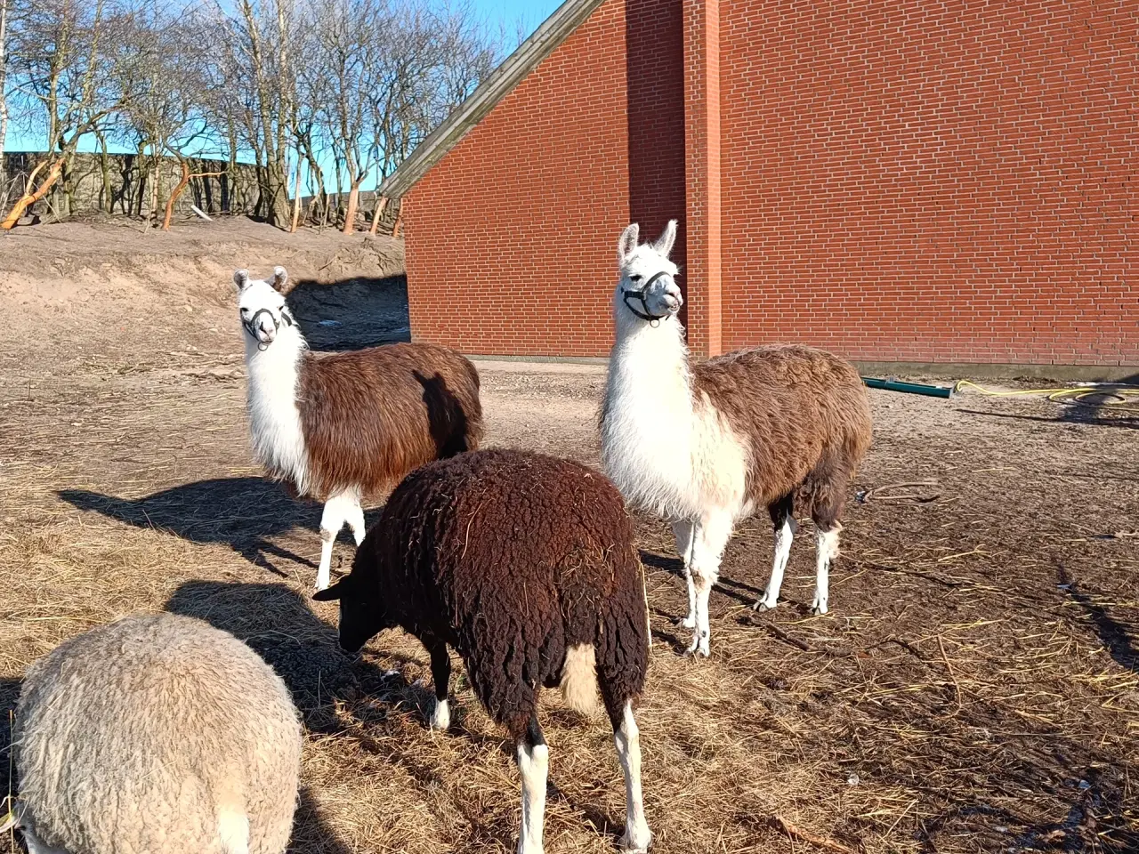 Billede 2 - Lama hingst