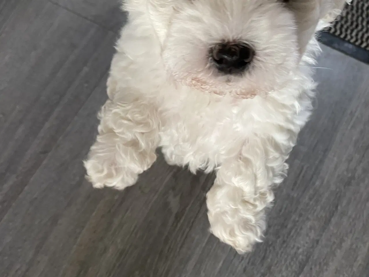 Billede 5 - Hunhund sælges.