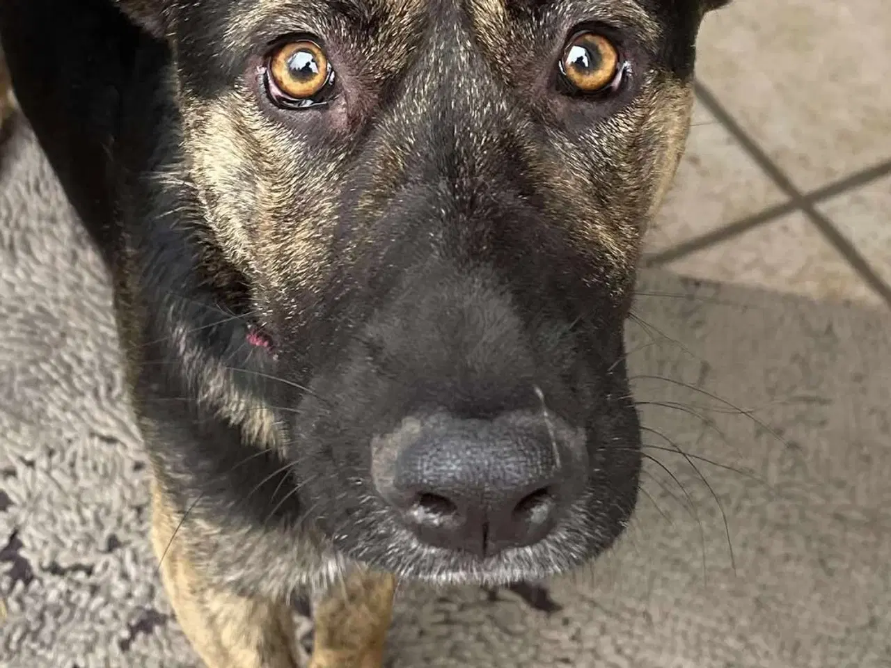 Billede 1 - Skønne Idun leder efter sit sidste hjem