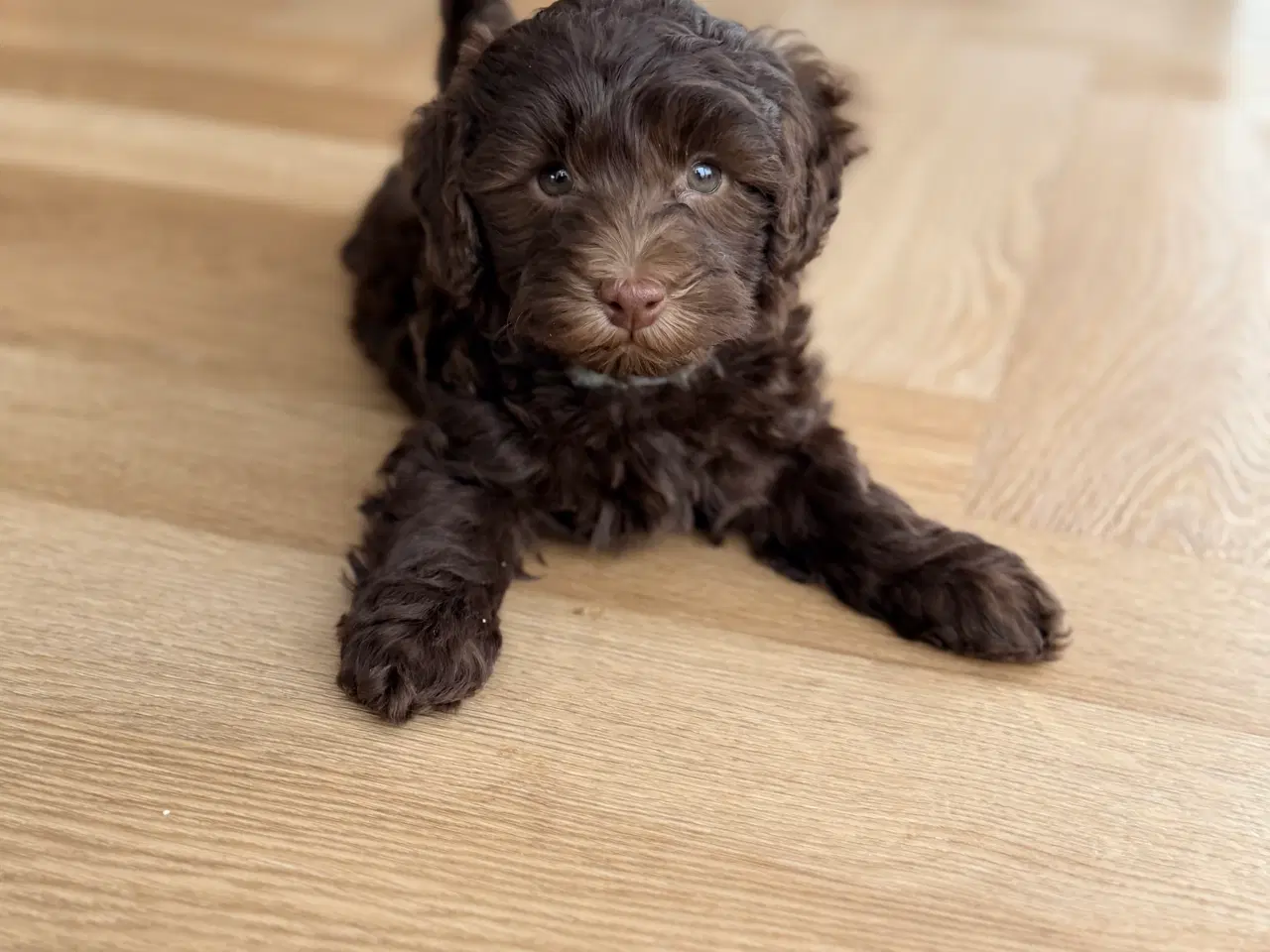 Billede 3 - Chokolade brune Havapoo drenge
