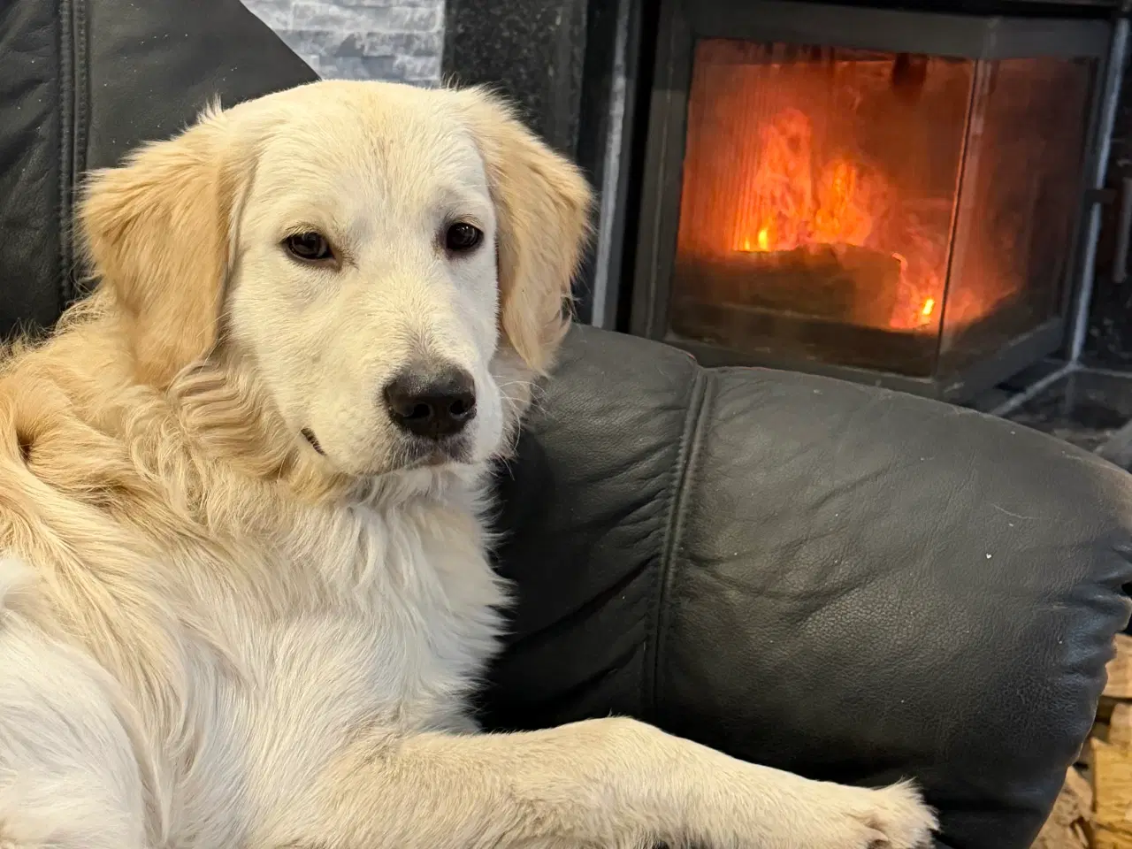 Billede 6 - Golden retriever 