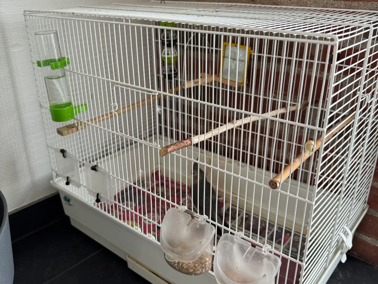 Billede 3 - Sød Nymfeparakit ca 7 månder