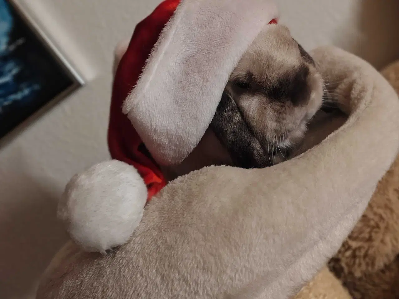 Billede 2 - Kastreret kanin med tilbehør 🐰