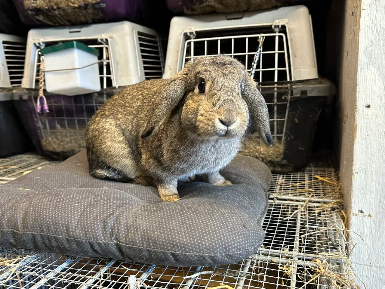 Billede 1 - Hopkanin / kælekanin sælges