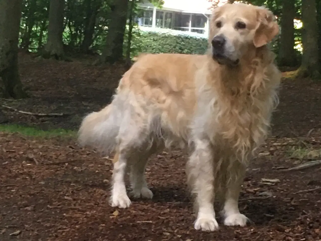 Billede 6 - Avlsgodkendt Golden Retriever.