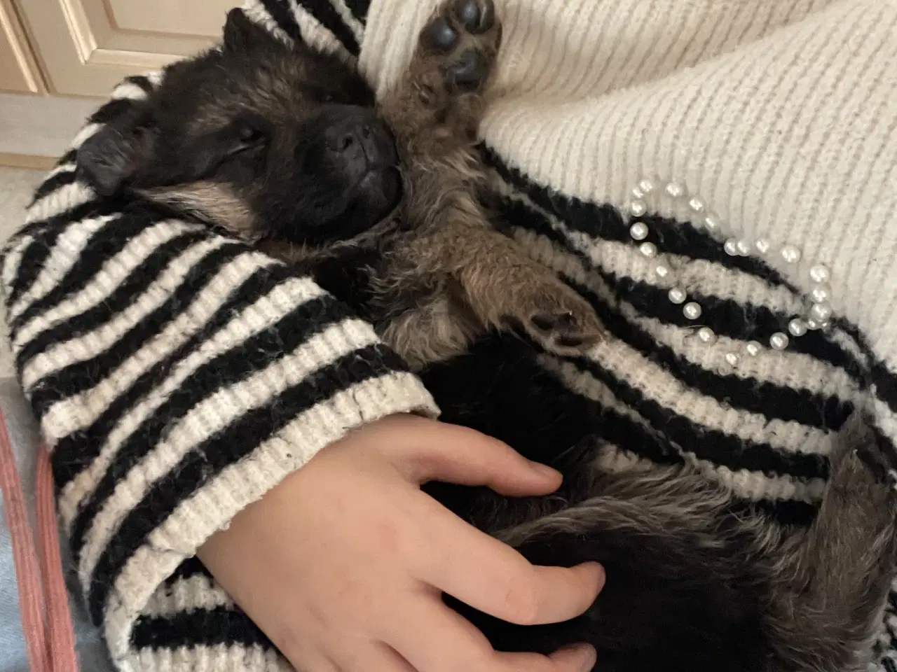 Billede 8 - Schæfer hvalpe med DKK stamtavle 