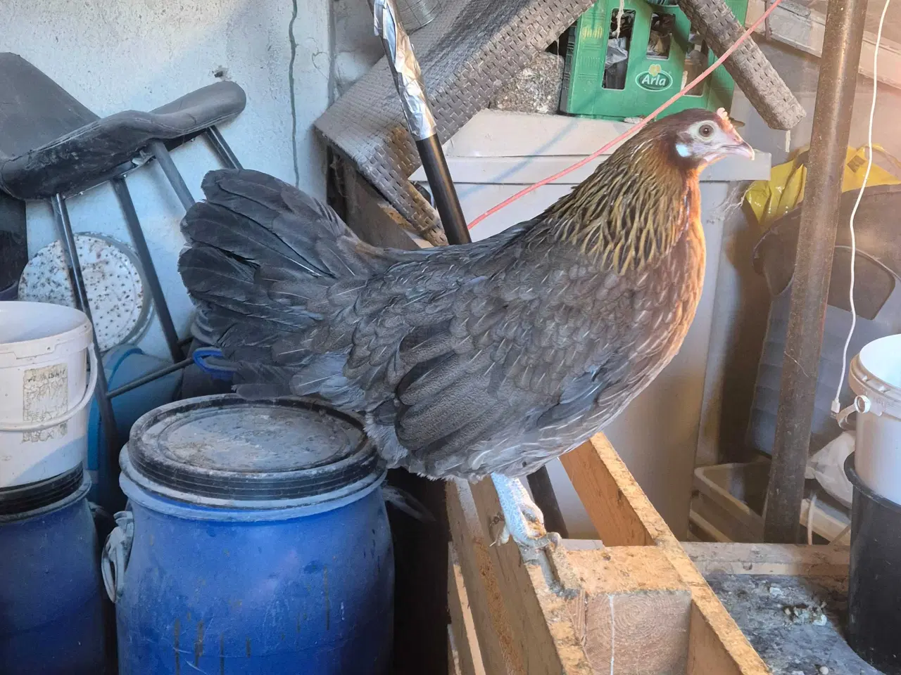 Billede 1 - Danske landhøns 