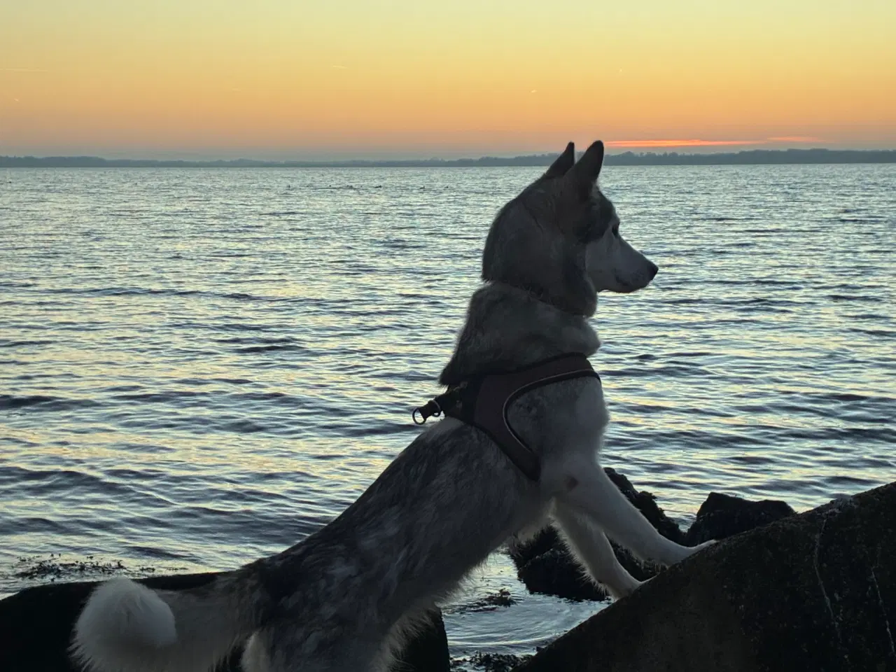 Billede 1 - Smuk husky 