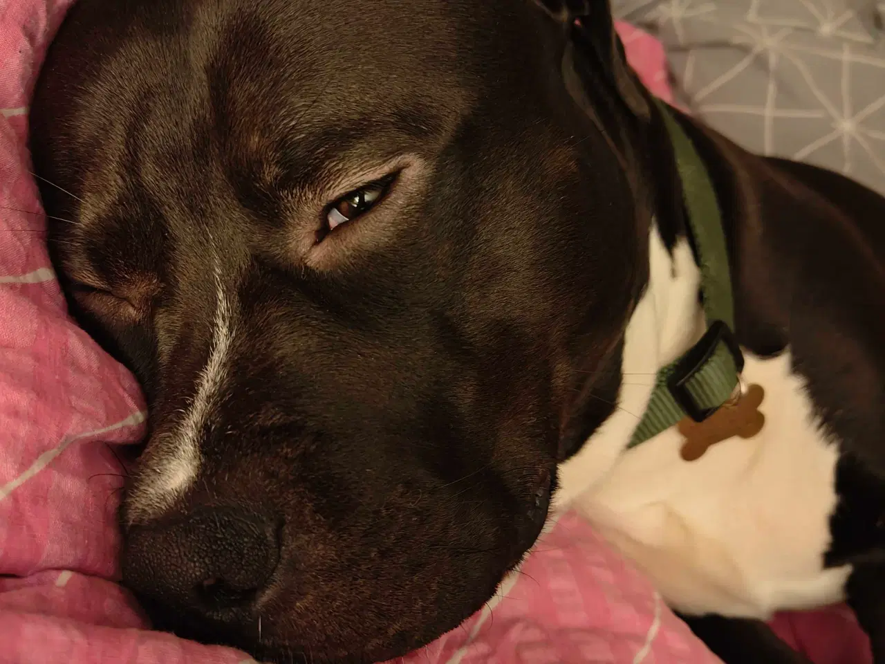 Billede 3 - Søger forever hjem 