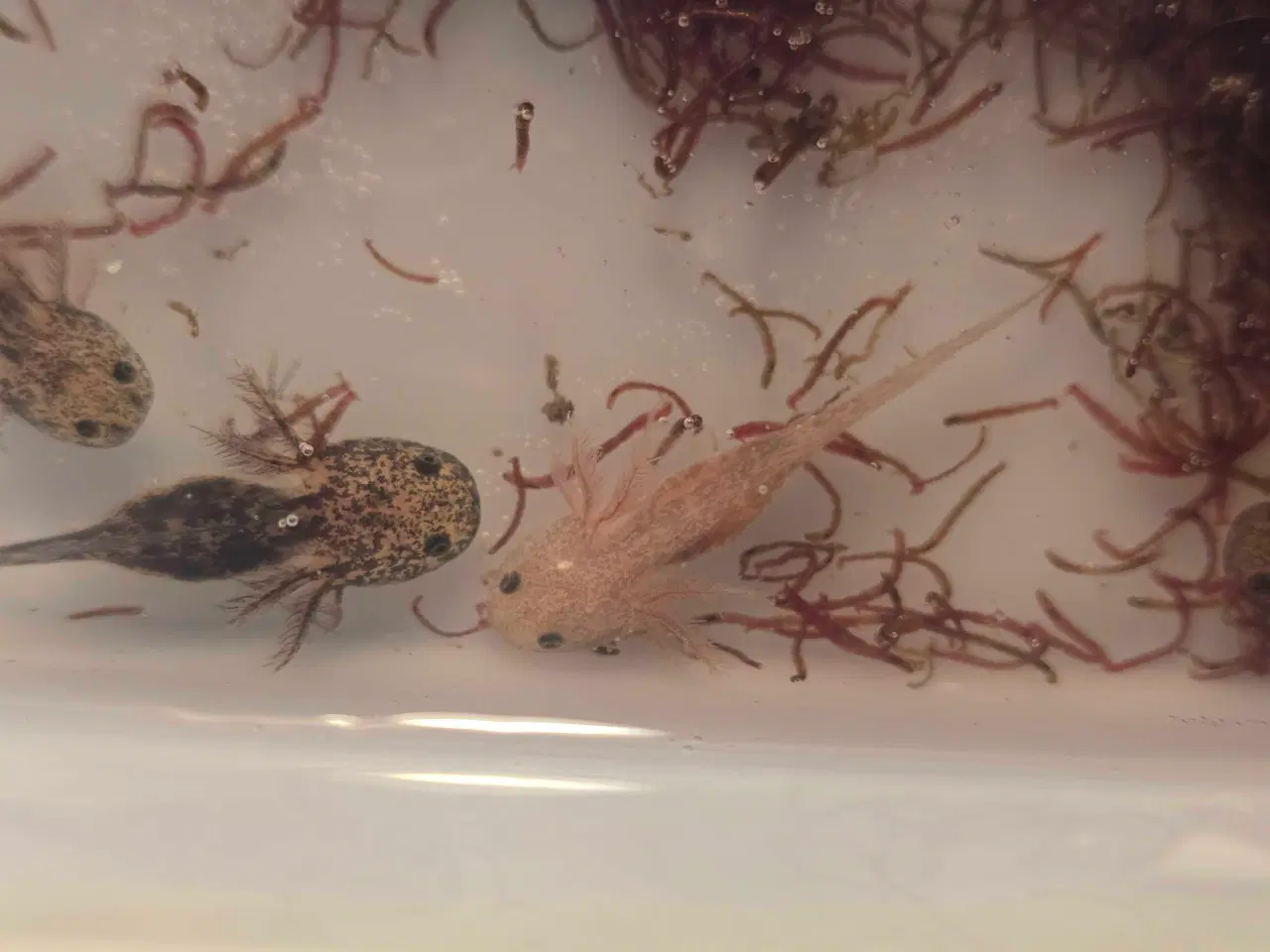Billede 3 - Axolotl unger fra kendte linjer 