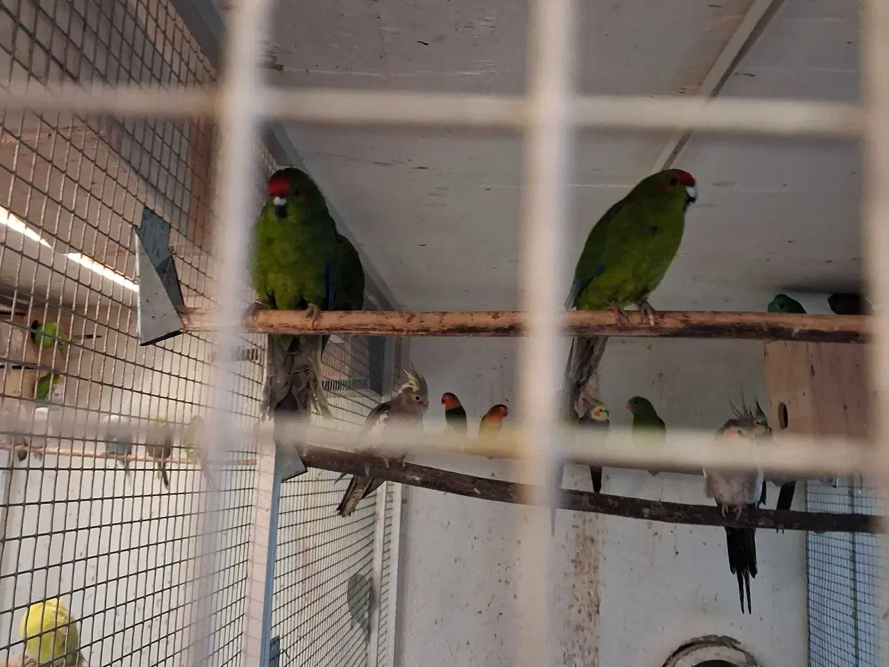 Billede 1 - Gedeparakitter