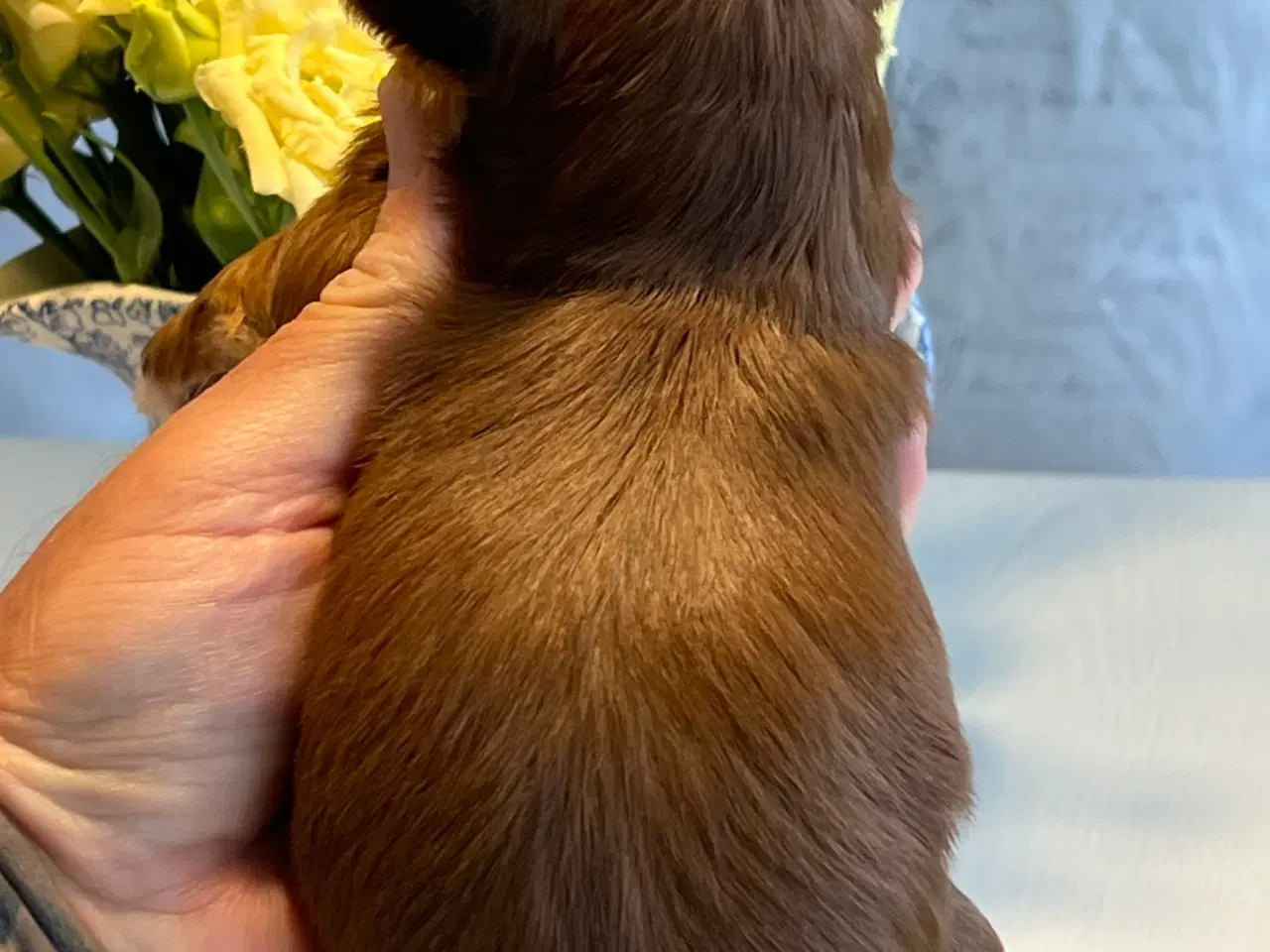 Billede 8 - Smukke Rød Zobel Havanais 