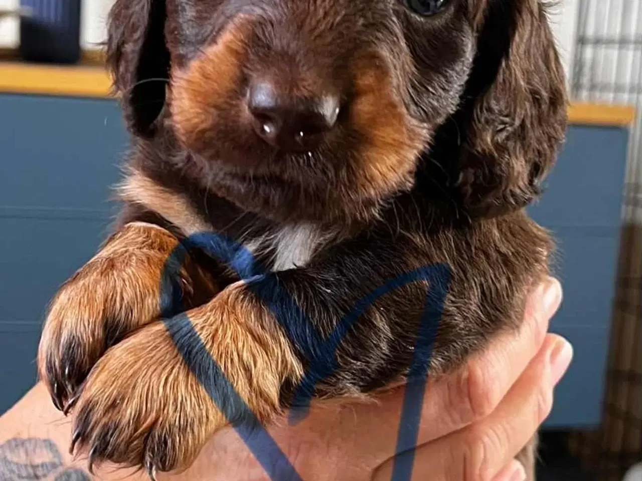 Billede 4 - Gravhunde hvalpe sælges 🐕