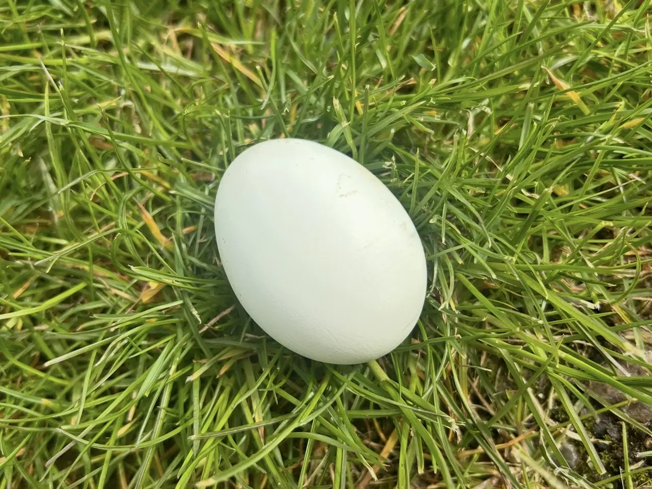 Billede 1 - Rugeæg engelsk araucana 