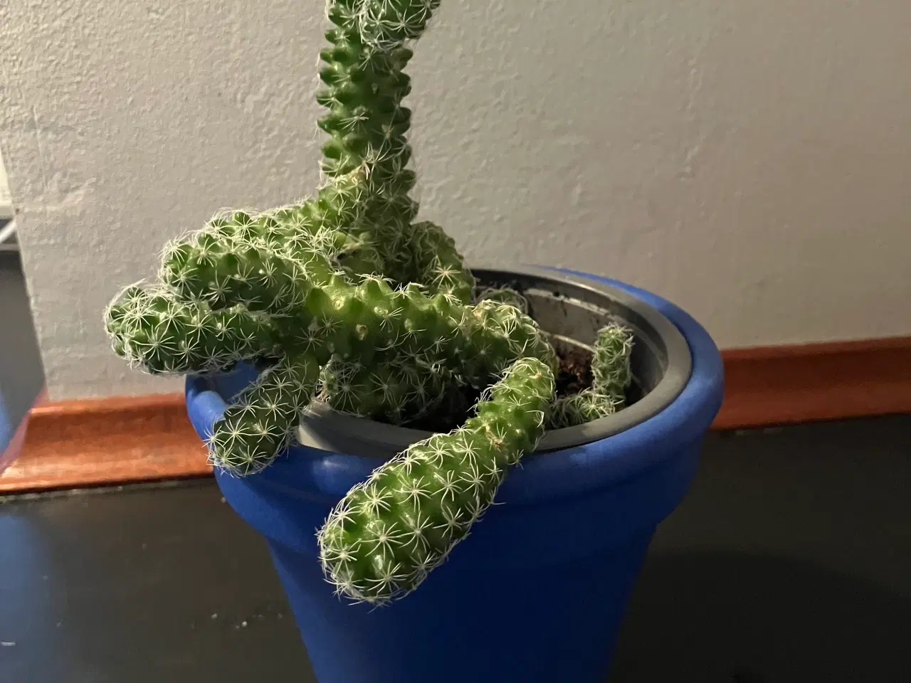 Billede 1 - Indretning stueplanter