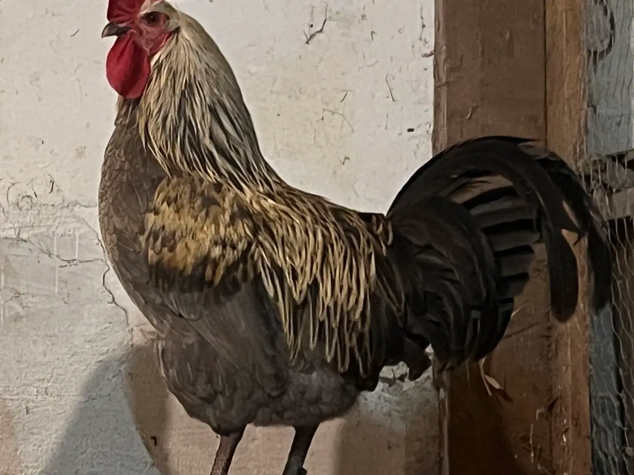 Billede 7 - Kyllinger fra racehøns