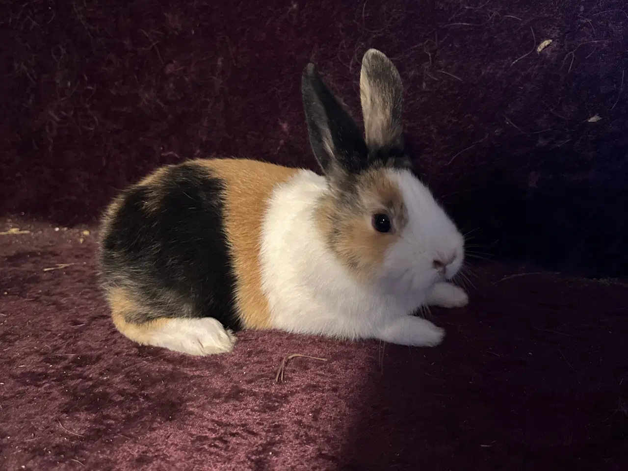 Billede 6 - Hollænder