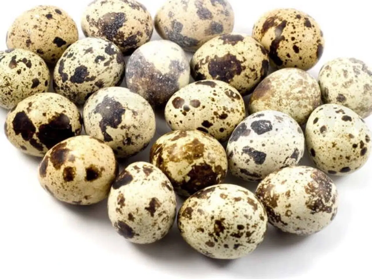 Billede 1 - Vagtler æg