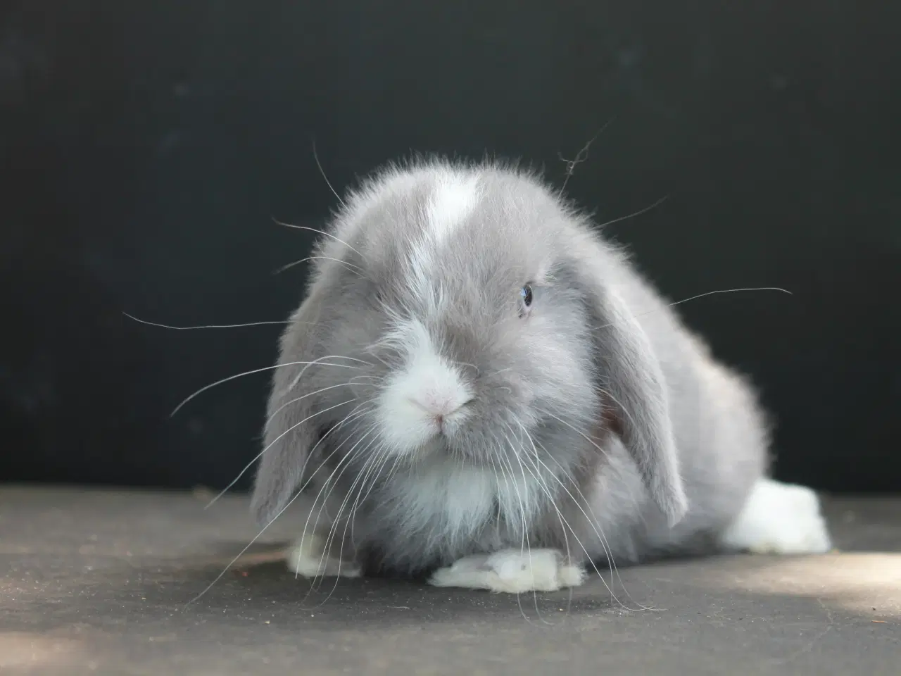 Billede 2 - Dværgvædder/Mini lop han