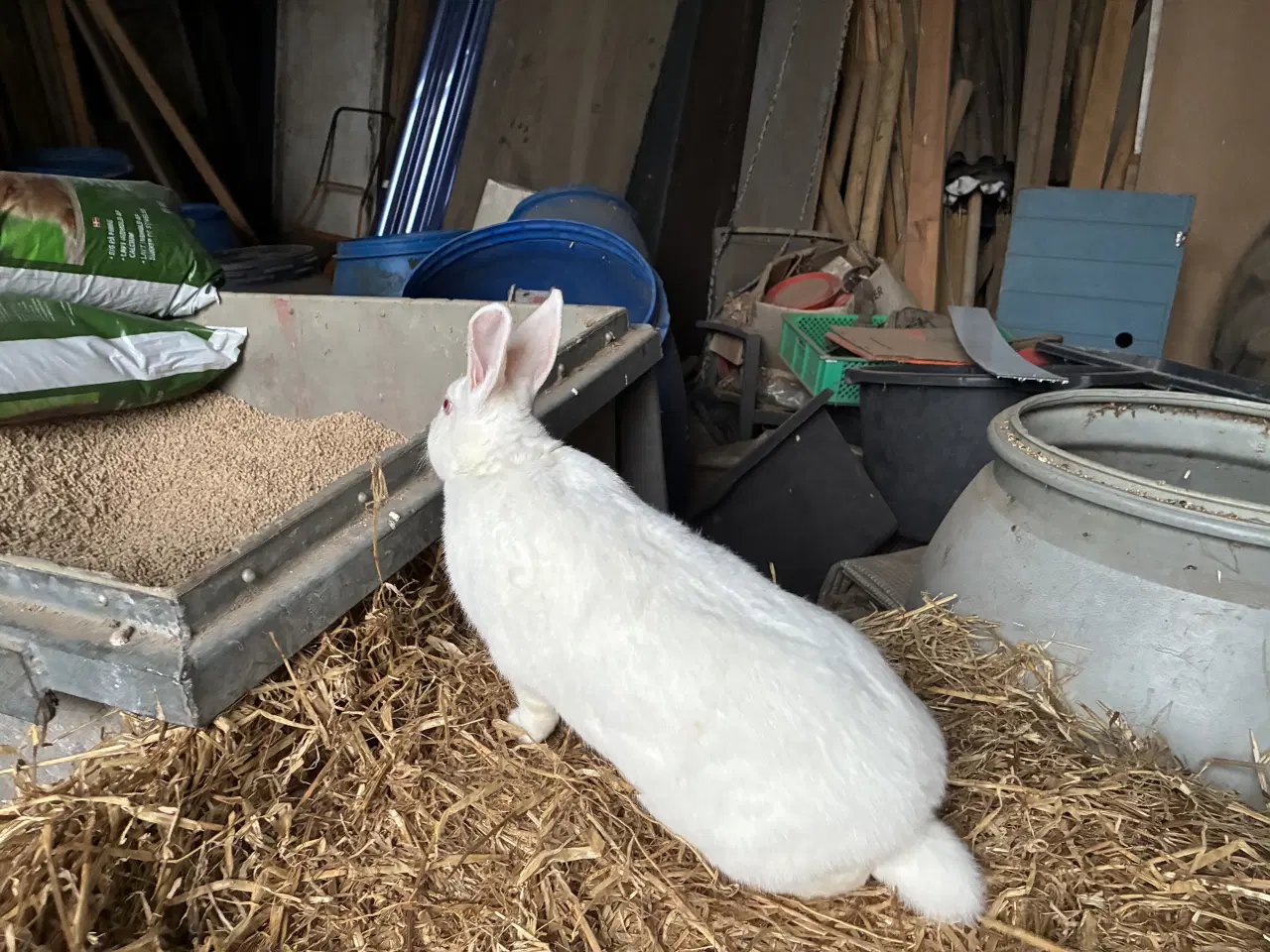 Billede 3 - Kanin